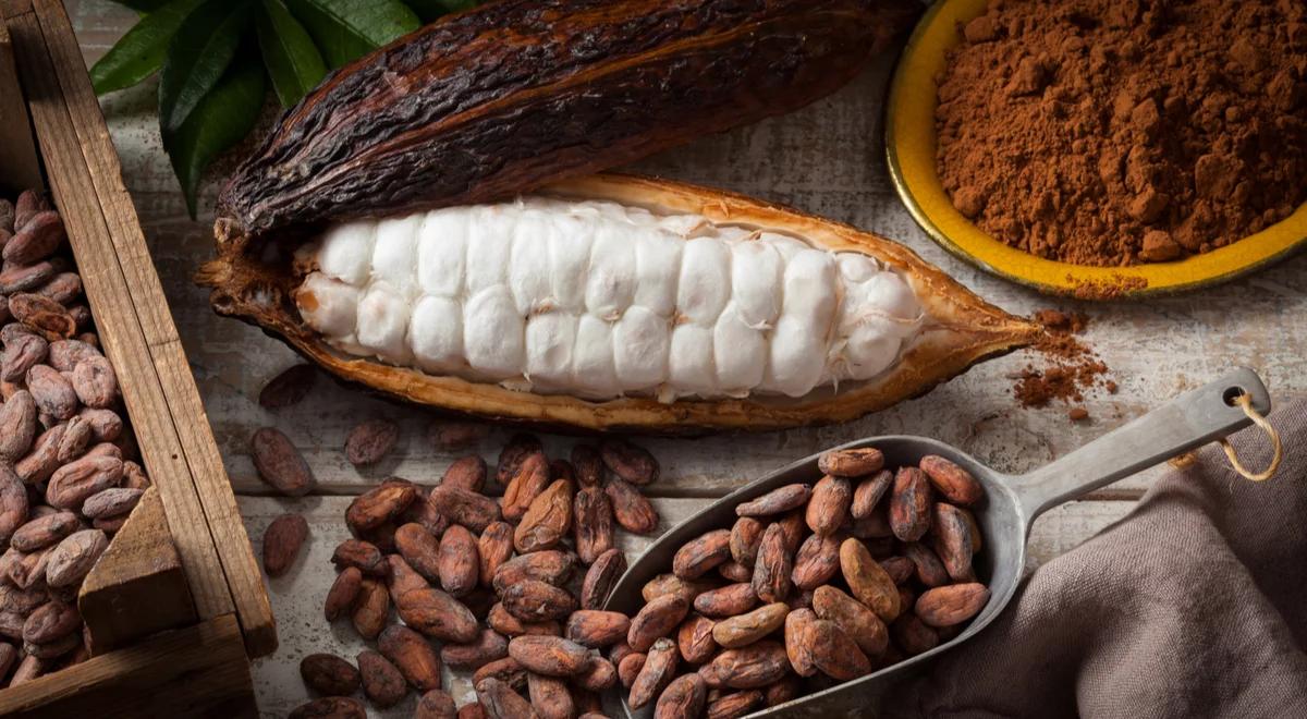 Czy czekolada będzie drożeć? Wysokie ceny ziarna kakaowca negatywnie wpłyną na ceny tego przysmaku