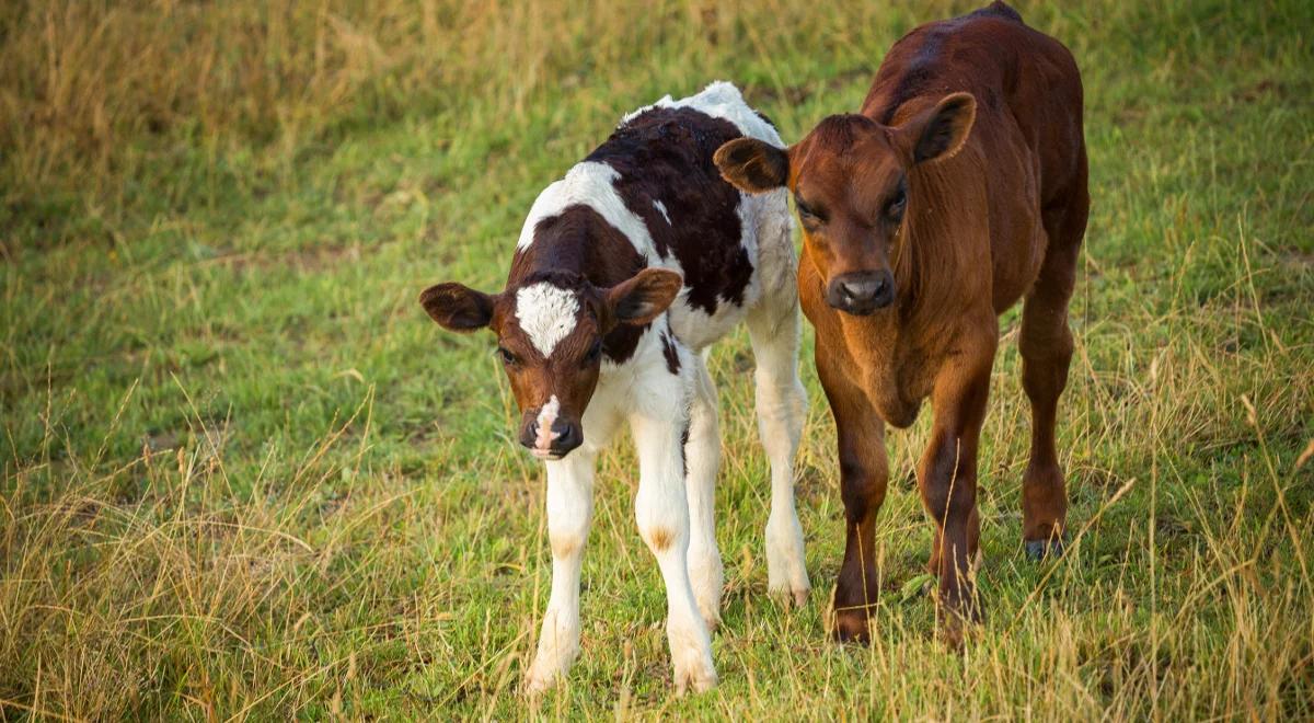 Spółki KOWR – gwarantami  postępu biologicznego