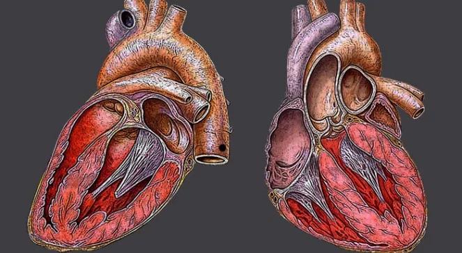 Komórki macierzyste naprawiły bliznę w sercu