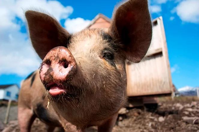 Podlasie: ostrzeżenie przed afrykańskim pomorem świń