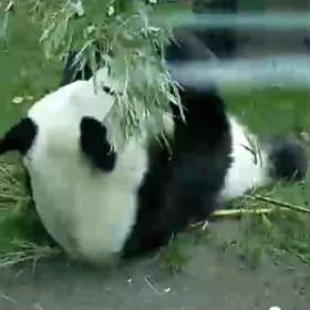 Tego nikt się nie spodziewał. Panda zaskoczyła wszystkich! [wideo]