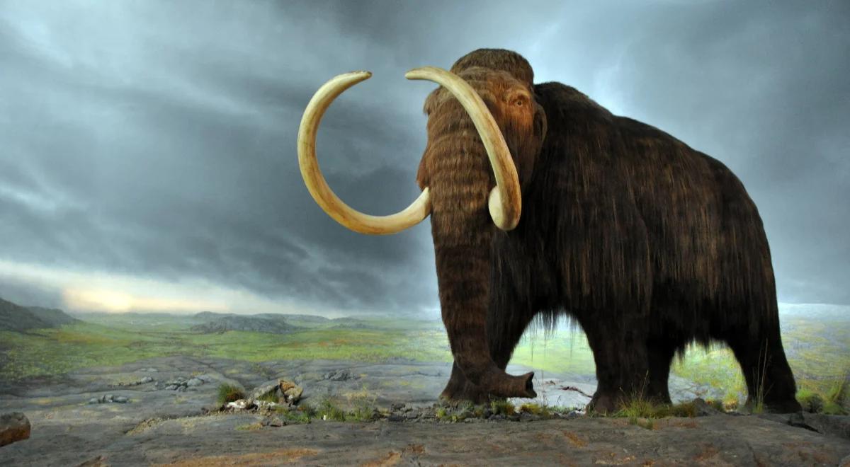 Cios mamuta znaleziono w stawie w Wodzisławiu Śląskim