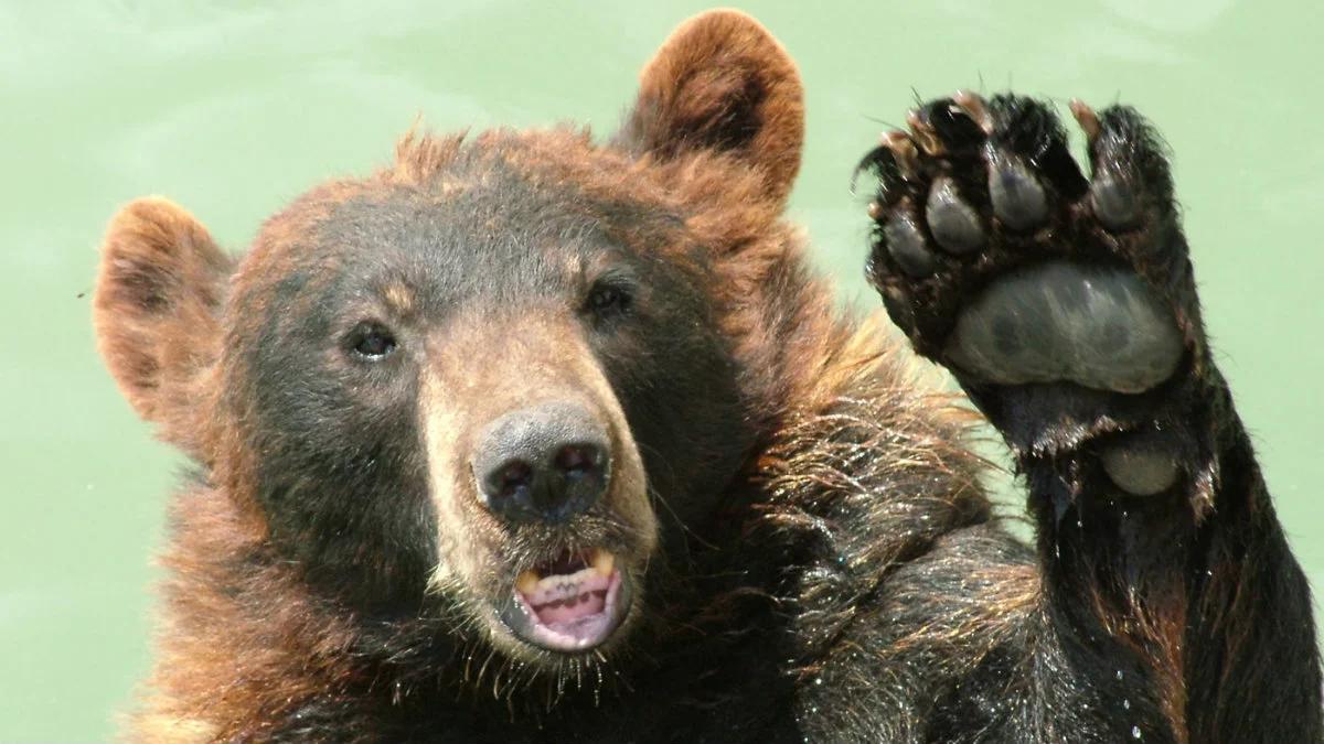 Cyrkowe niedźwiedzie przyjadą do Poznania. Nowi mieszkańcy zoo