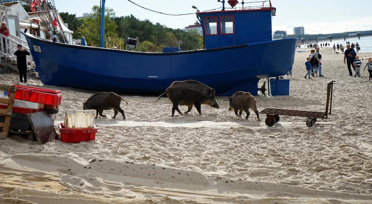 "Morze, plaża i... dziki". Jak bezpiecznie wypoczywać nad wodą?