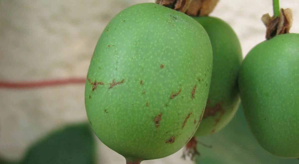 Polskie mini kiwi po 5-7 euro/kg. Zbiory są udane, gorzej ze sprzedażą w kraju