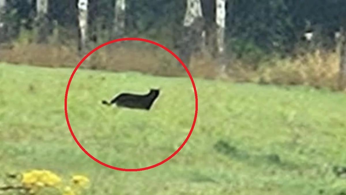 Mysłakowice. Czarna puma na wolności? Jest nagranie, policja prowadzi poszukiwania
