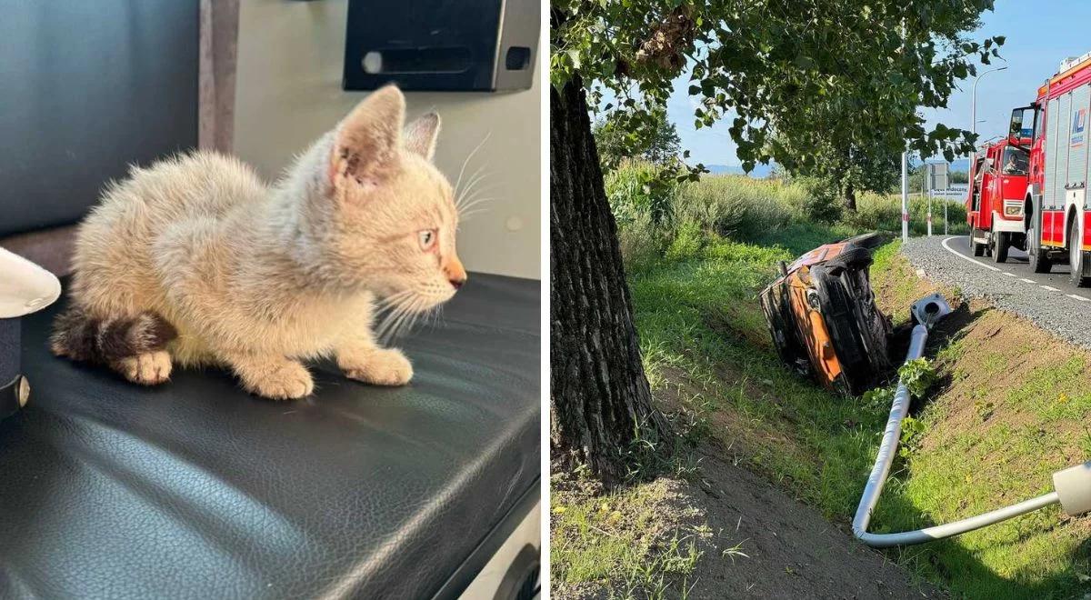 Przejażdżka z kotkiem mogła skończyć się tragedią. 20-latek wylądował w rowie