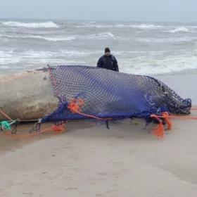 Udało się podnieść martwego wieloryba z plaży