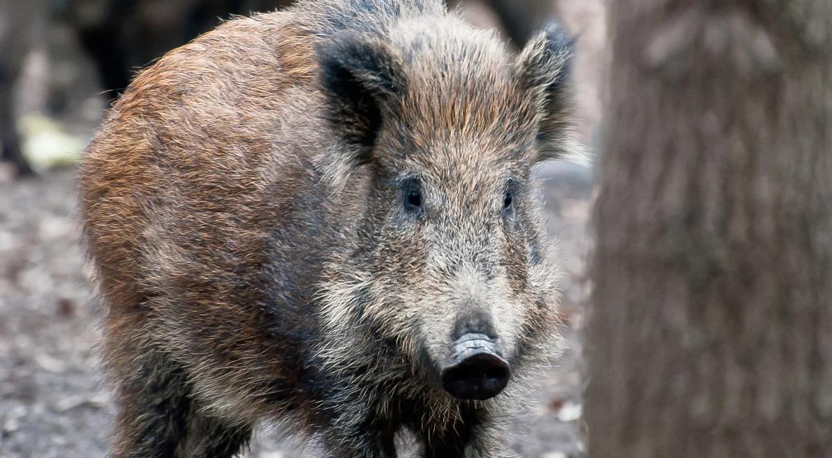 Dzikie zwierzęta w mieście - poradnik dla mieszkańców Poznania