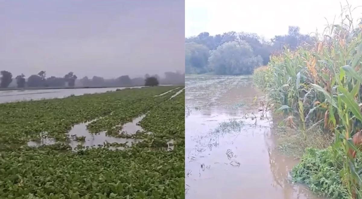 Hektary pola pod wodą. Zrozpaczony rolnik pokazał, co zrobiła powódź