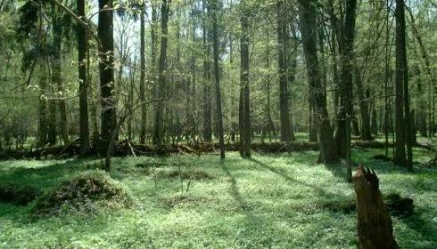 Gminy poszerzą Białowieski Park Narodowy