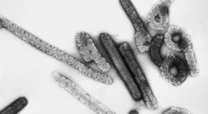 Prehistoryczne wirusy wbudowane w nasze DNA