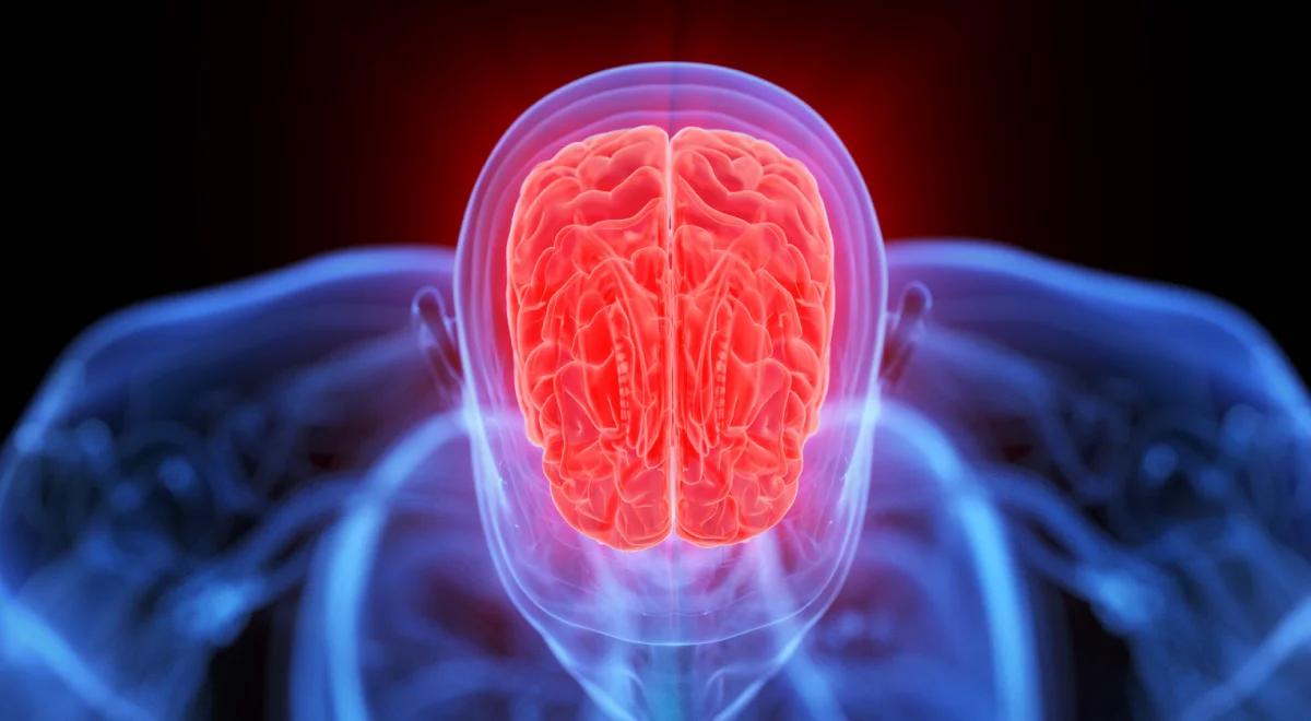 Odkryto sekret mózgu. Naukowcy znaleźli ukryte źródło neuronów
