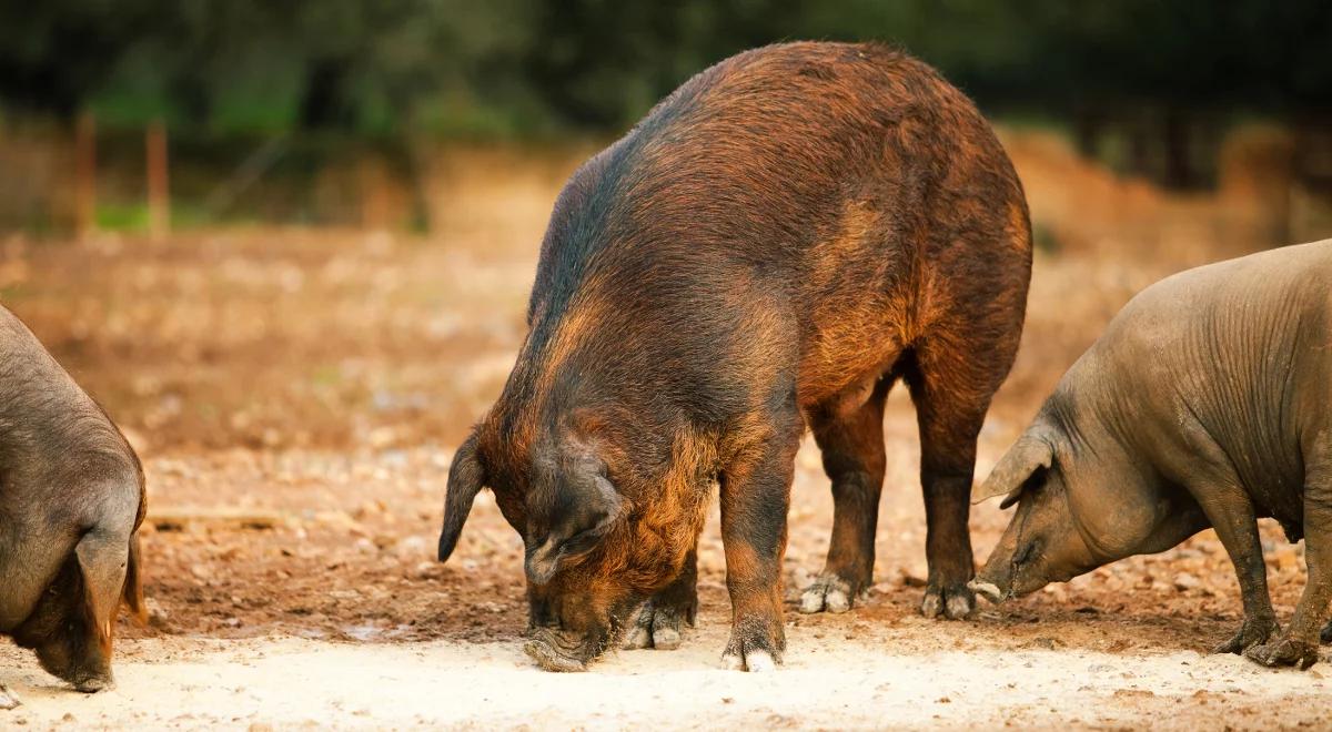 Krytyczny raport NIK o ASF: działania władz nieadekwatne do skali zagrożenia