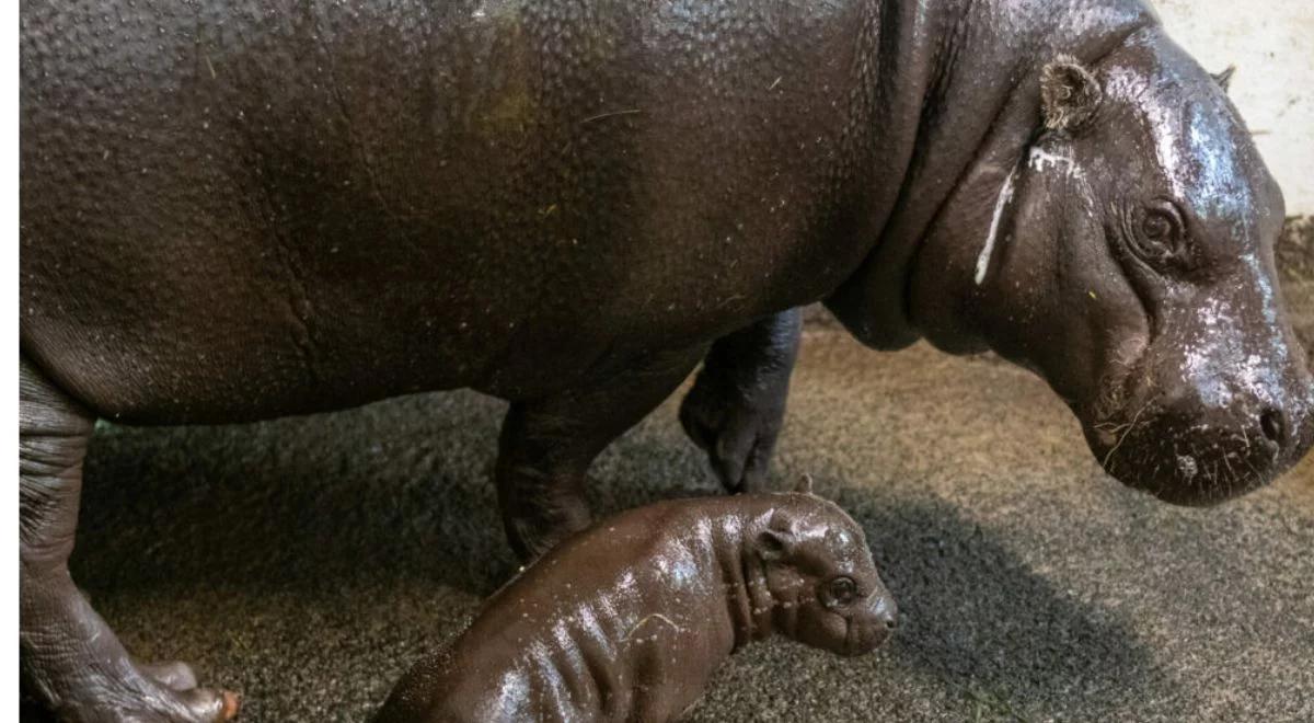 Historyczna chwila. W łódzkim zoo urodził się hipopotam karłowaty