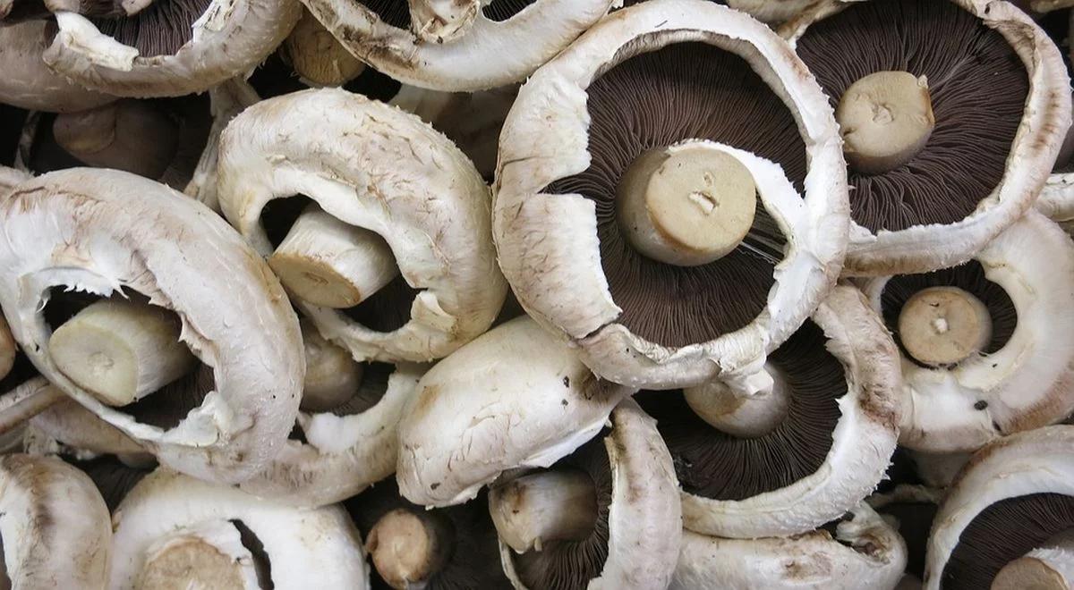 Popyt na polskie pieczarki. Najwięcej kupują Niemcy