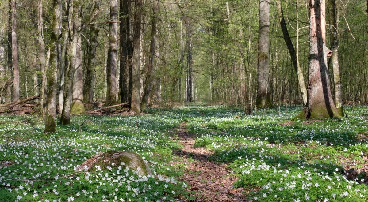 Plan ochrony Białowieży do 2050 roku. To wspólny projekt naukowców i resortu klimatu