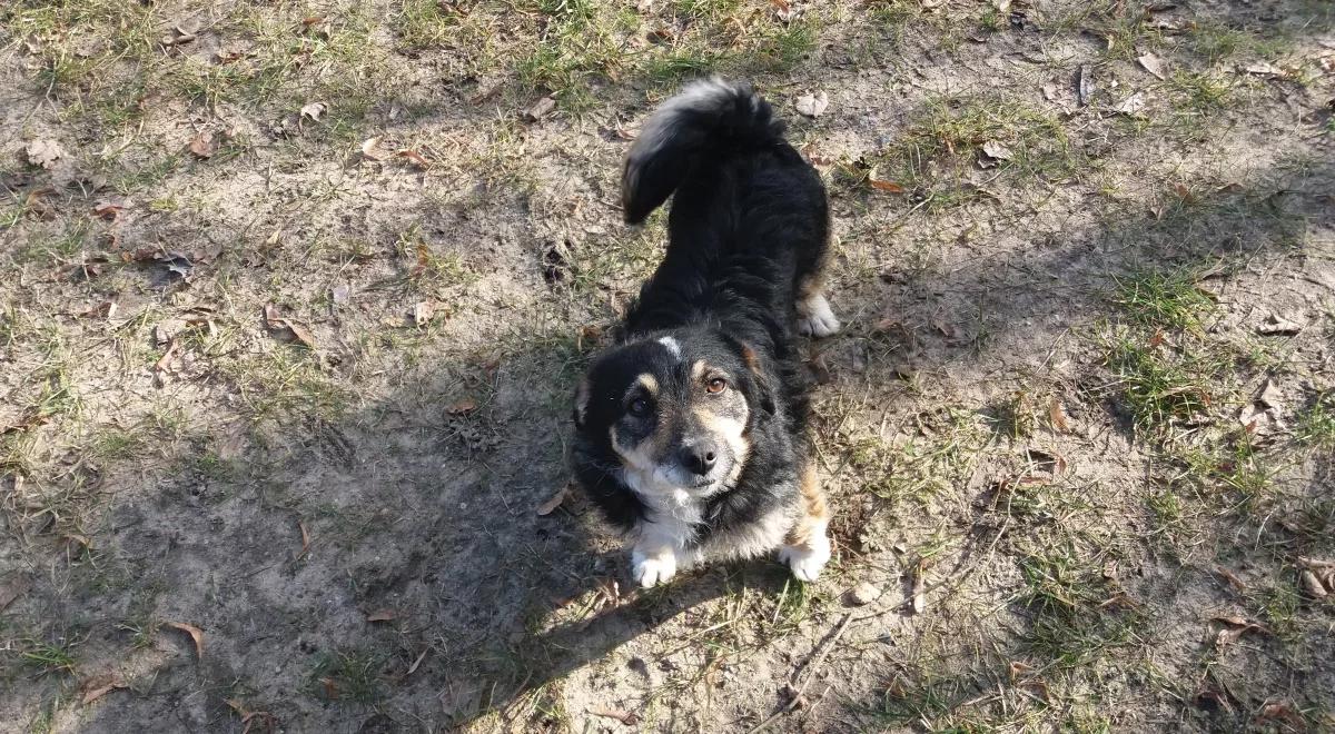 SOR. O działalności Ogólnopolskiego Towarzystwa Ochrony Zwierząt - OTOZ Animals