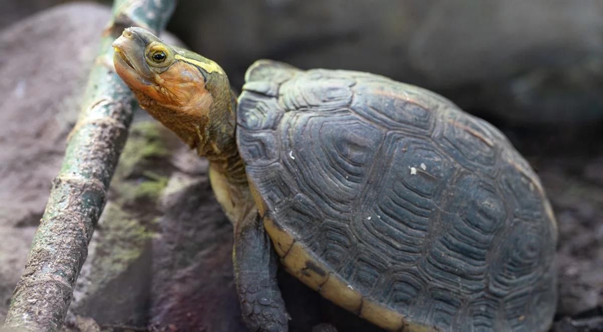 Po świętach nietrafione, żywe prezenty bywają wyrzucane. W Lublinie na śmietniku znaleziono żółwia