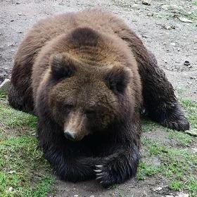 Wiosna coraz bliżej? W Beskidach obudził się niedźwiedź