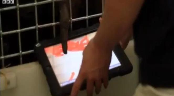 Orangutany oswajają się z iPadami
