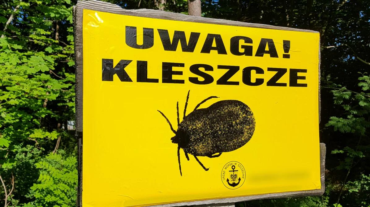 Plaga kleszczy w Polsce. W sieci krąży niepokojące nagranie. "Wszędzie to samo"