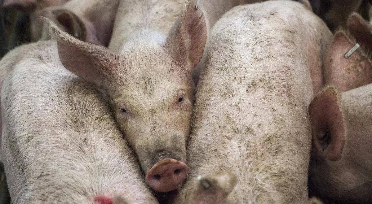 Ognisko afrykańskiego pomoru świń znów pojawiło się na Podlasiu