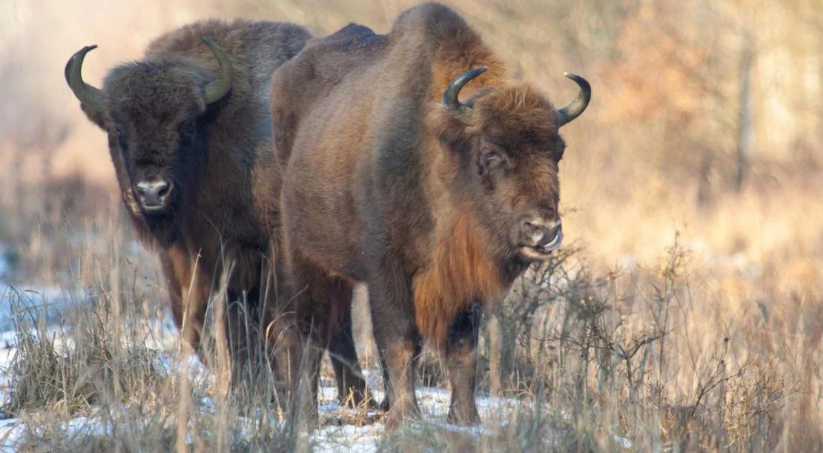 Puszcza Białowieska pod specjalną ochroną. Jest projekt