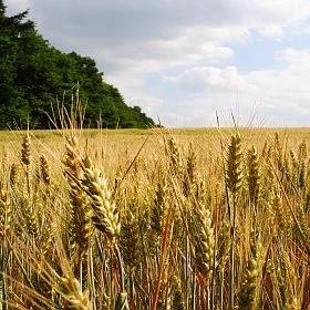 Nie poznamy źródła przecieku