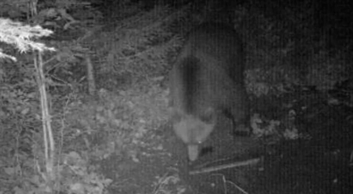 Niedźwiedź brunatny  pojawił się w małopolskiej gminie.  Władze ostrzegają mieszkańców
