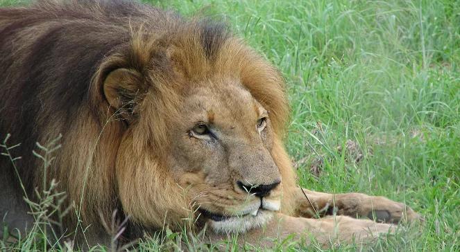 Zabito zdrowe lwy. Władze ZOO: zmiana pokoleniowa