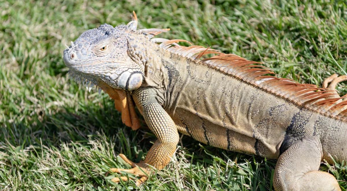 Trzymał w domu iguanę. Teraz musi zapłacić 40 tys. euro