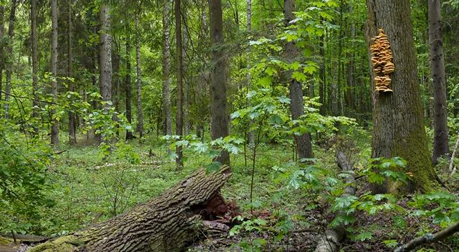 Spór o Puszczę Białowieską. "Od dłuższego czasu jest zlecenie na Polskę"