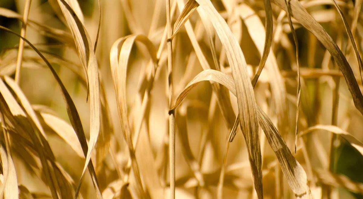 Pomoc dla rolników dotkniętych suszą. ARiMR: niski odsetek ubezpieczonych upraw