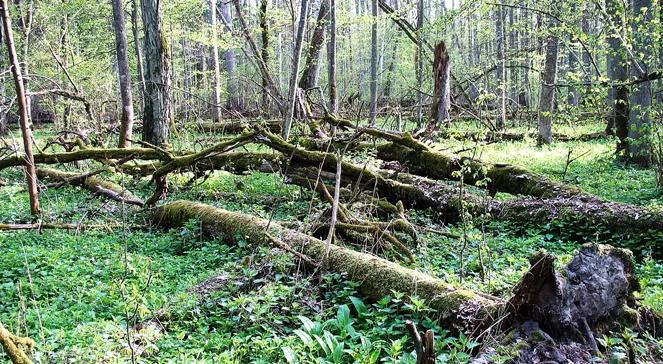 Puszcza Białowieska jako dziedzictwo kulturowo-przyrodnicze?