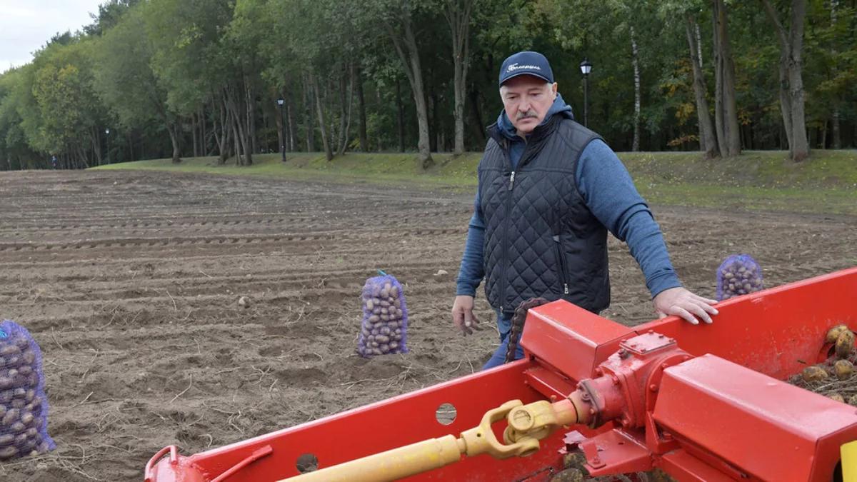 Kryzys ziemniaczany na Białorusi i w Rosji. Łukaszenka z pilnym apelem 