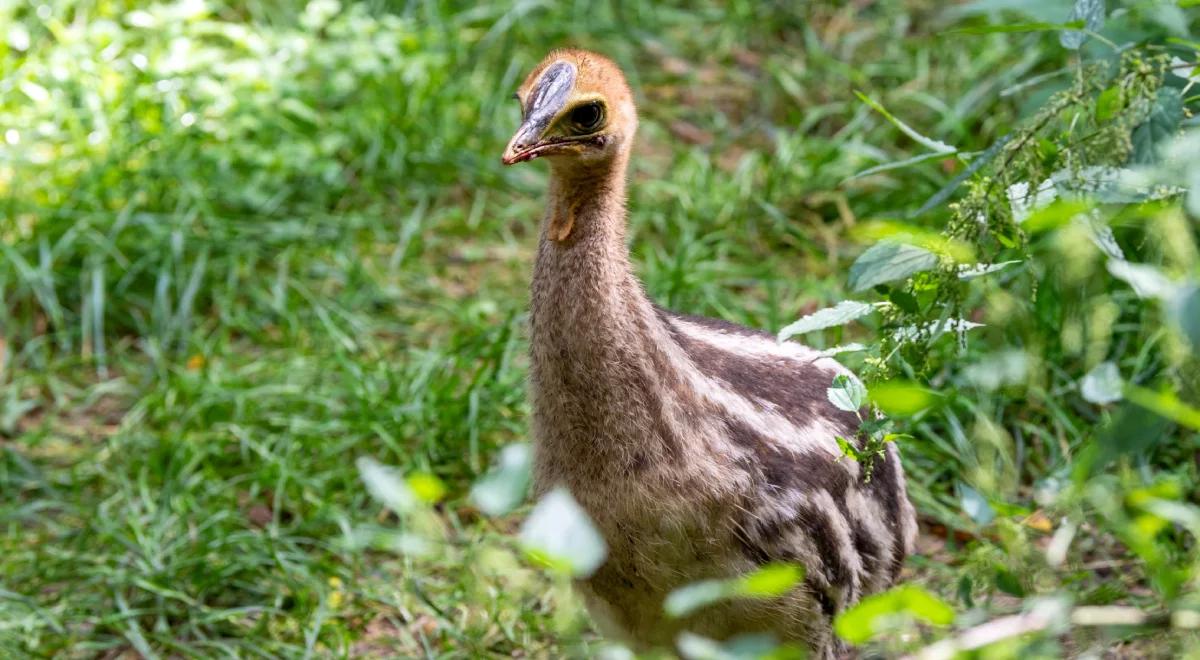 "Współczesny dinozaur" przyszedł na świat. To rzadki i bardzo groźny gatunek