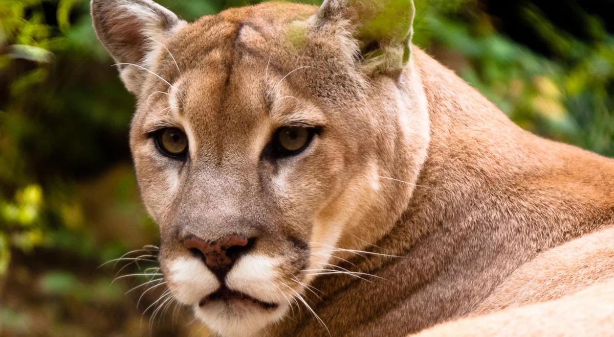 USA: puma zaatakowała pięcioletniego chłopczyka. Uratowała go jego matka