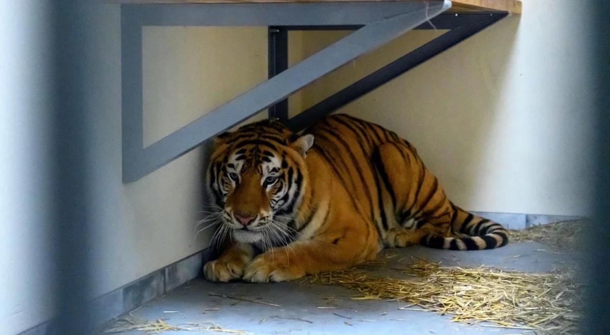 Poznańskie zoo: wyjazd pięciu tygrysów do azylu w Hiszpanii w tej chwili niemożliwy