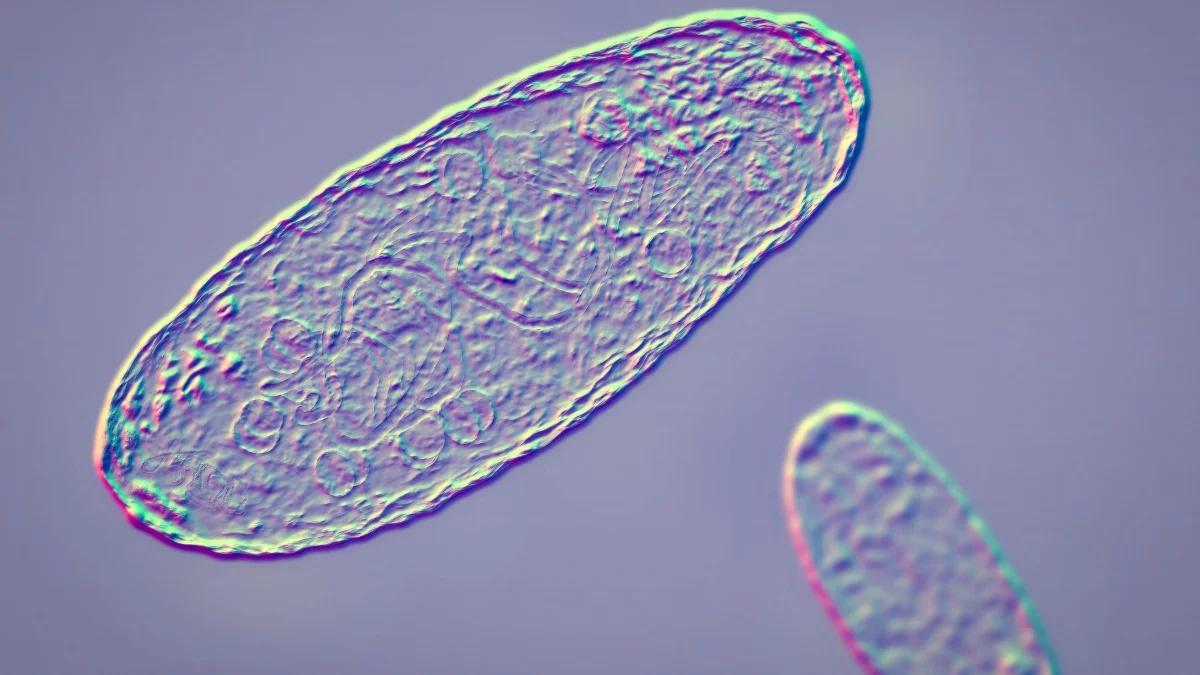 Przełomowe ustalenia ws. pierwszych epidemii. Odpowiedź kryje się w ludzkich kościach