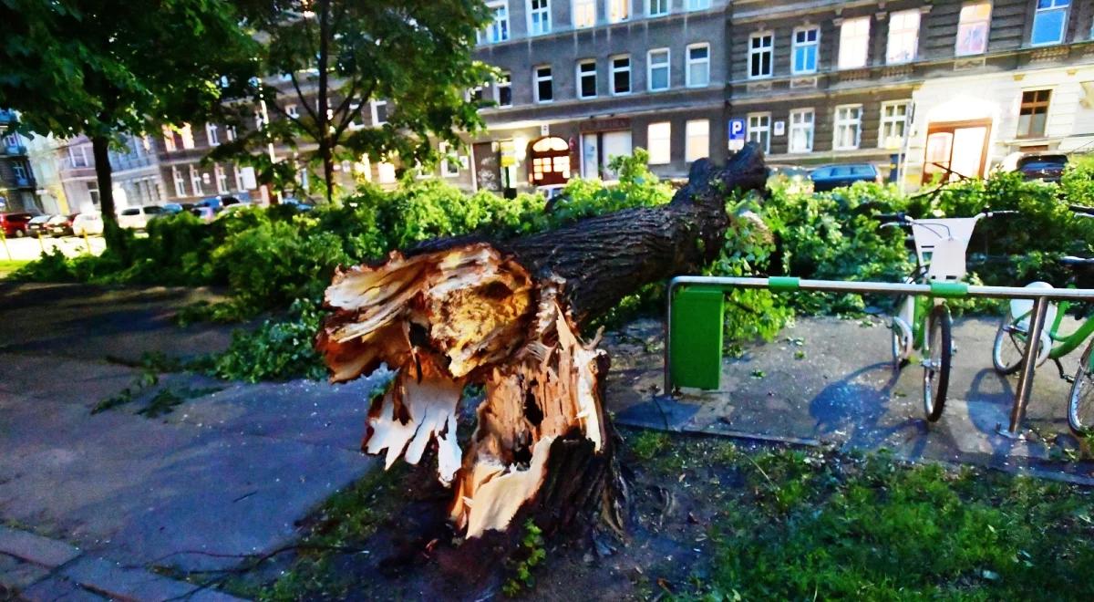 Ponad 800 interwencji straży w związku z burzami. Dotyczyły głównie połamanych drzew
