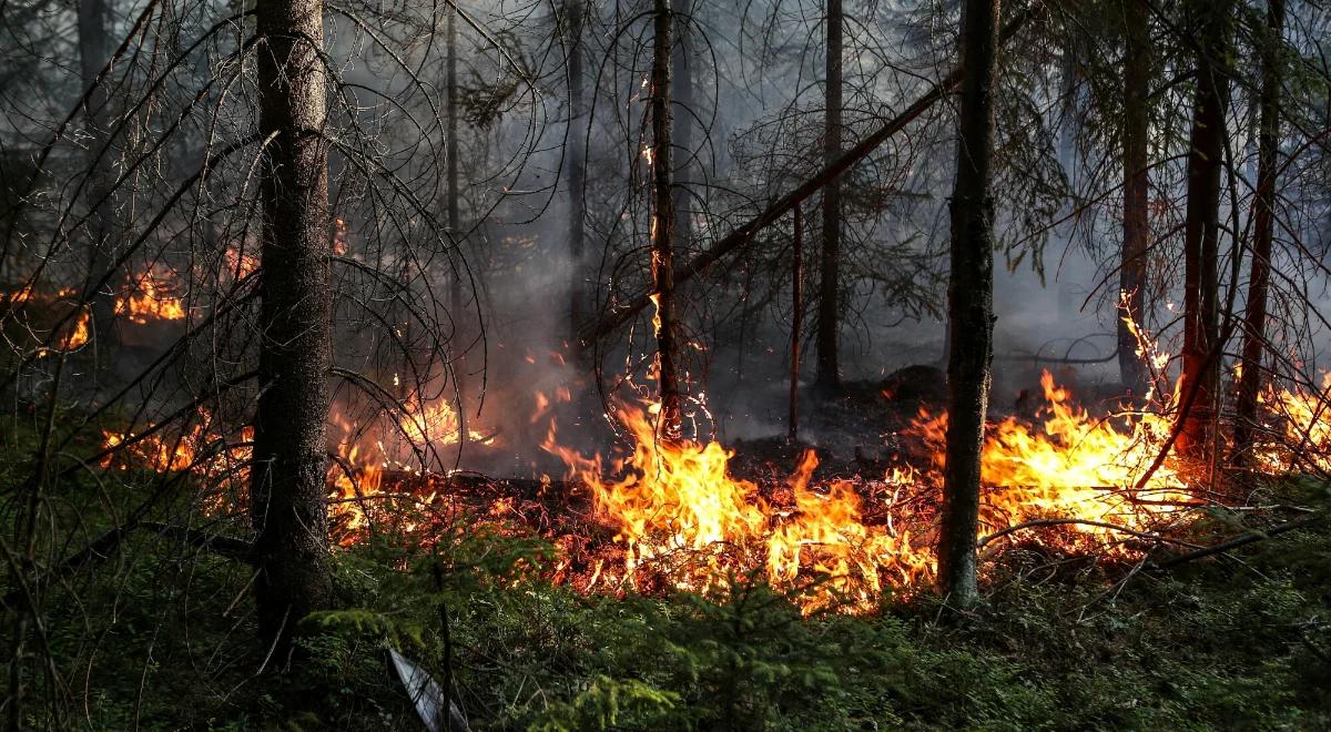 Alert RCB: duże zagrożenie pożarowe lasów w czterech województwach