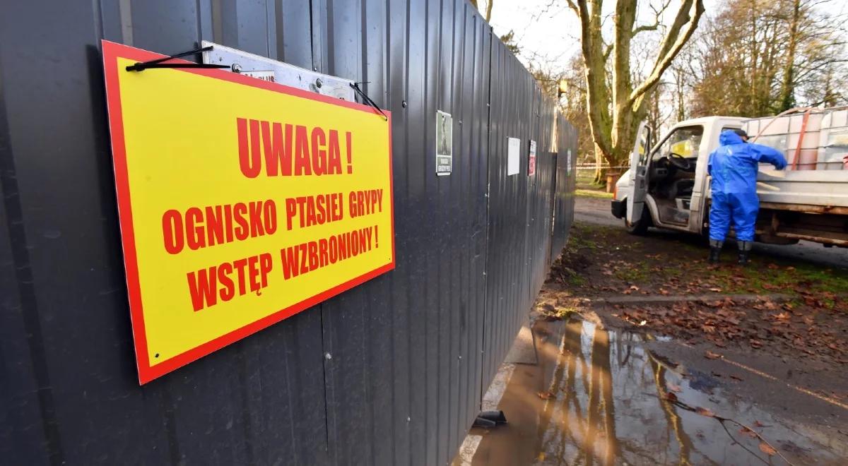Zachodniopomorskie: kolejne ognisko ptasie grypy. Tysiące indyków pod nóż