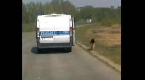 Funkcjonariusze z Płocka męczyli policyjnego psa ciągnąc go za radiowozem