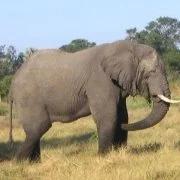 Słonie biegną przednimi nogami, a idą tylnymi