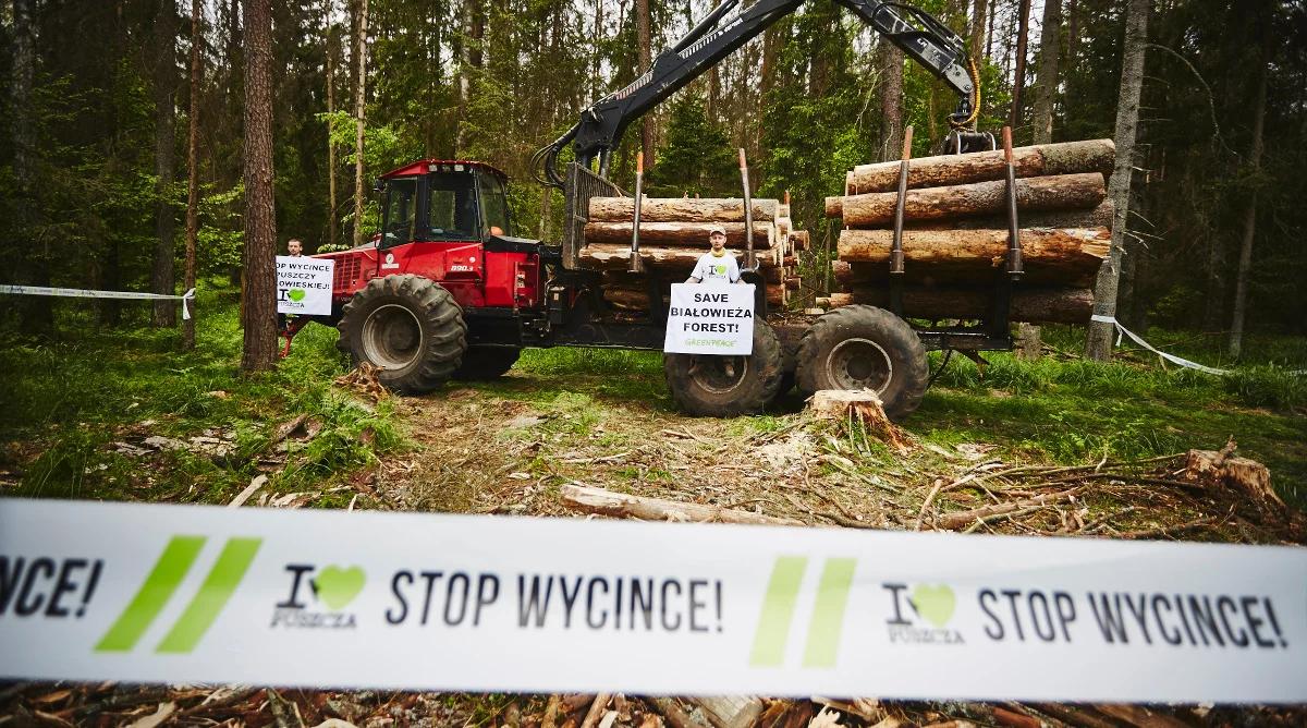 Puszcza Białowieska: ekolodzy przerwali protest ws. wycinki drzew