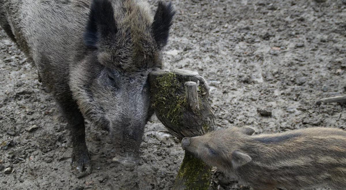 Zaczyna się odstrzał dzików. W Polsce obejmie 40 tys. zwierząt