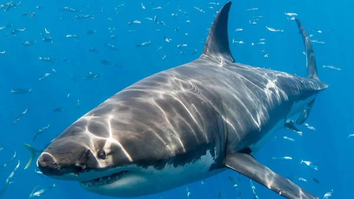 Fala ataków rekinów w USA. Trump wini akumulatory, naukowcy mają wyjaśnienie
