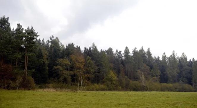 Bieszczady: rozszerzono teren poszukiwań niedźwiedzia