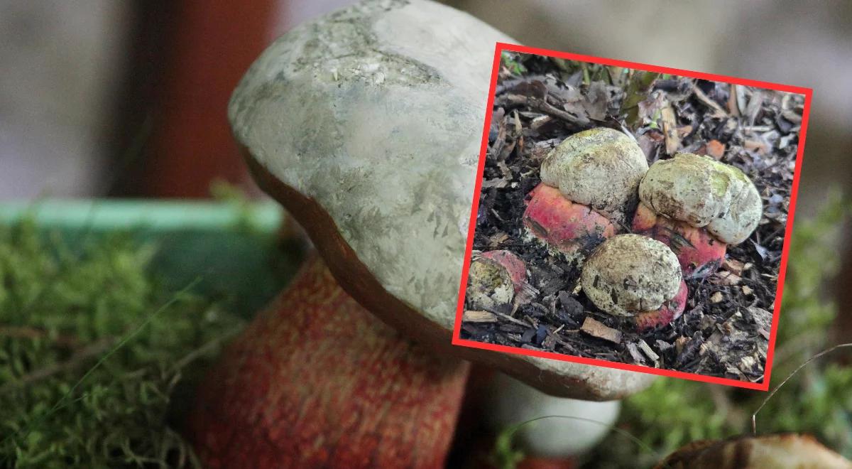 "Sensacja" w Wielkopolsce. Znaleziono borowika szatańskiego